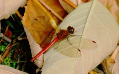 Cardinal meadowhawk on the grounds of Northern State Hospital 01 by Joe Mabel. Used under a CC BY-SA 4.0 license.