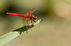 Male Libellula croceipennis by Frank Schulenburg. Used under a CC BY-SA 3.0 license.