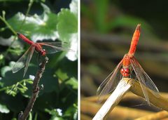 Sympetrum illotum - Flickr - Dick Culbert by Dick Culbert from Gibsons, B.C., Canada. Used under a CC BY 2.0 license.
