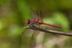Sympetrum madidum by Zvkemp. Used under a CC BY-SA 4.0 license.
