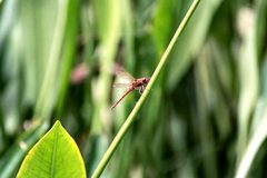Sympetrum madidum Meadowhawk 01-1500px by Lea Maimone. Used under a CC BY-SA 2.5 license.