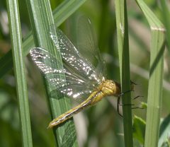 Sympetrum obtrusum P1470535a by 
xpda. Used under a CC BY-SA 4.0 license.