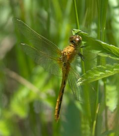 Sympetrum obtrusum P1470569a by 
xpda. Used under a CC BY-SA 4.0 license.