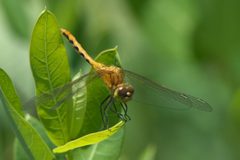 Sympetrum obtrusum P1470586a by 
xpda. Used under a CC BY-SA 4.0 license.