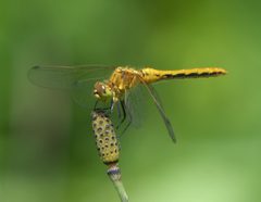 Sympetrum obtrusum P1470602a by 
xpda. Used under a CC BY-SA 4.0 license.