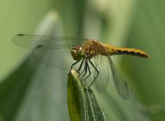 Sympetrum obtrusum P1470697a by 
xpda. Used under a CC BY-SA 4.0 license.