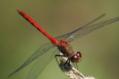 Ruby Meadowhawk by Mike Ostrowski. Used under a CC BY-SA 2.0 license.