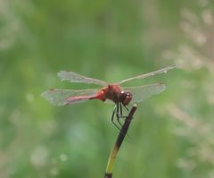 Sympetrum internum P1290813c by 
xpda. Used under a CC BY-SA 4.0 license.