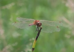 Sympetrum internum P1290814a by
xpda. Used under a CC BY-SA 4.0 license.