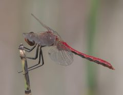 Sympetrum internum P1290870b by
xpda. Used under a CC BY-SA 4.0 license.