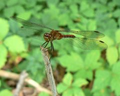 Sympetrum rubicundulum by Benny Mazur from Toledo, OH. Used under a CC BY 2.0 license.
