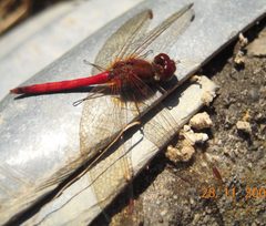 Sympetrum vicinum 1 by Joezito. Used under a CC BY-SA 3.0 license.