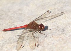 Sympetrum vicinum 334420218 by rasamoto. Used under a CC BY 4.0 license.