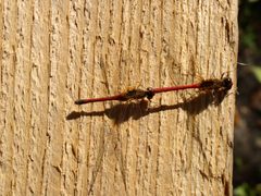 Sympetrum vicinum mating by Beatriz Moisset. Used under a CC BY-SA 4.0 license.