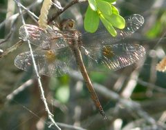 Evening Skimmer. Tholymis citrina - Flickr - gailhampshire by gailhampshire from Cradley, Malvern, U.K. Used under a CC BY 2.0 license.
