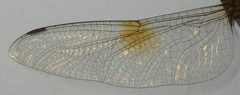 Tholymis citrina hindwing by Philipp Weigell. Used under a CC BY 3.0 license.