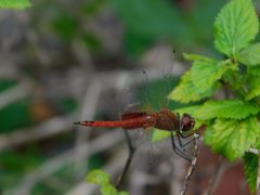 Tramea abdominalis 18364049 by jade fortnash. Used under a CC0 license.