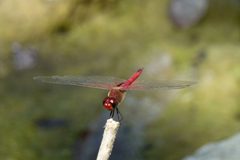 Tramea abdominalis 364361 by Yan Wong. Used under a CC0 license.