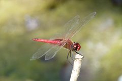 Tramea abdominalis 364362 by Yan Wong. Used under a CC0 license.