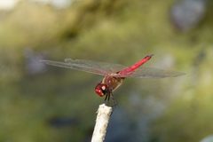 Tramea abdominalis 364363 by Yan Wong. Used under a CC0 license.