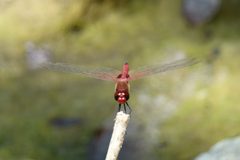 Tramea abdominalis 364364 by Yan Wong. Used under a CC0 license.