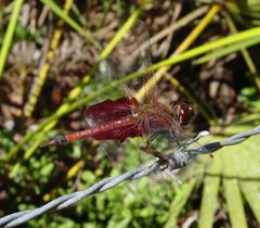 Tramea carolina by pondhawk. Used under a CC BY 2.0 license.
