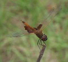 Tramea carolina PICT3384a by
xpda. Used under a CC BY-SA 4.0 license.