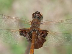 Tramea carolina PICT3392a by 
xpda. Used under a CC BY-SA 4.0 license.