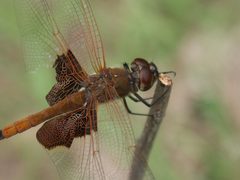 Tramea carolina PICT3393a by
xpda. Used under a CC BY-SA 4.0 license.