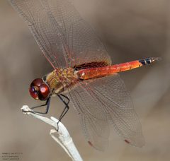 Tramea darwini perched by John Rosford. Used under a CC BY 4.0 license.