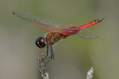 Tramea insularis 147904584 by dvollmar. Used under a CC BY 4.0 license.