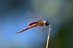 Tramea insularis 77196450 by Mike Ostrowski. Used under a CC BY-SA 4.0 license.