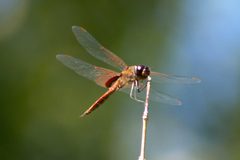Tramea insularis 77196467 by Mike Ostrowski. Used under a CC BY-SA 4.0 license.