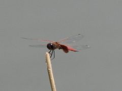 Tramea insularis johnyochum 4386042 by johnnyochum. Used under a CC BY 4.0 license.