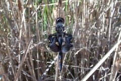 Tramea lacerata-1 by Eugene Zelenko. Used under a CC BY-SA 4.0 license.
