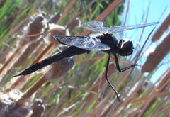 Tramea lacerata-3 by Eugene Zelenko. Used under a CC BY-SA 4.0 license.