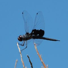 Tramea lacerata-6 by Eugene Zelenko. Used under a CC BY-SA 4.0 license.