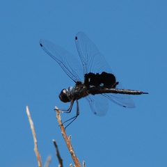 Tramea lacerata-7 by Eugene Zelenko. Used under a CC BY-SA 4.0 license.