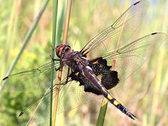 Tramea lacerata-female by Peterwchen. Used under a CC BY-SA 4.0 license.