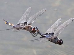 Tramea lacerata-flying tandem flight by Peterwchen. Used under a CC BY-SA 4.0 license.