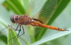 Red Saddlebags. Male. Tramea onusta - Flickr - gailhampshire by gailhampshire from Cradley, Malvern, U.K. Used under a CC BY 2.0 license.