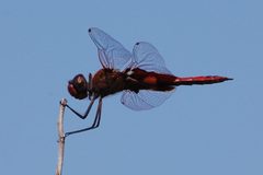 Tramea onusta-Male-1 by Eugene Zelenko. Used under a CC BY-SA 4.0 license.