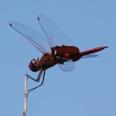 Tramea onusta-Male-2 by Eugene Zelenko. Used under a CC BY-SA 4.0 license.