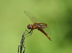 Tramea onusta 138737847 by blake hendon. Used under a CC BY 4.0 license.