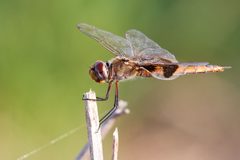 Tramea onusta 292958407 by Brent Cox. Used under a CC BY 4.0 license.