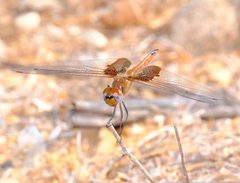 Tramea onusta 309217574 by Brady Reed. Used under a CC0 license.