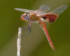 Tramea onusta 312680309 by Brady Reed. Used under a CC0 license.
