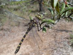 Didymops floridensis by pondhawk. Used under a CC BY 2.0 license.