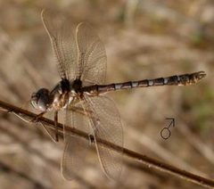 Didymops transversa by US Army Corps of Engineers. Used under a Public domain license.