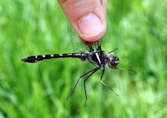 Didymops transversa Quebec by Rsbernard. Used under a CC BY-SA 4.0 license.